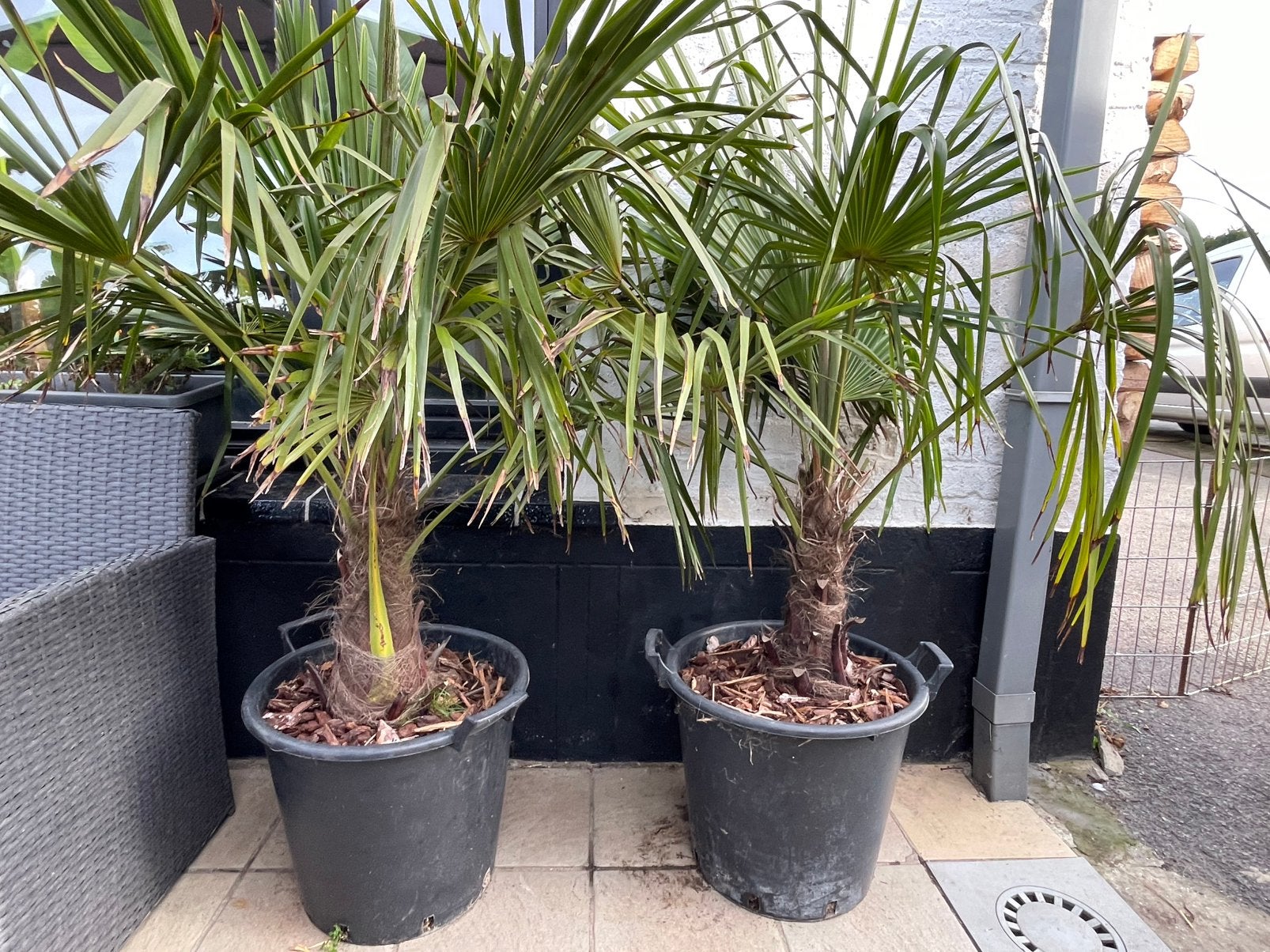Palmbomen winterhard, Tuin en Terras, Ophalen