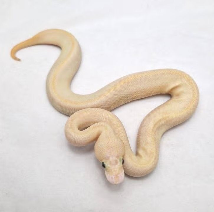 Leopard Pinstripe Ivory Clown koningspython vrouw Ball Python - female for sale from jurgen
