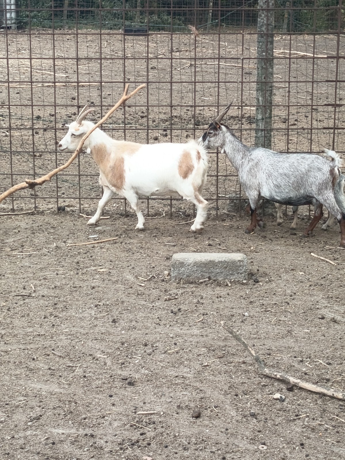 chèvres naines, Chèvre, 0 à 2 ans