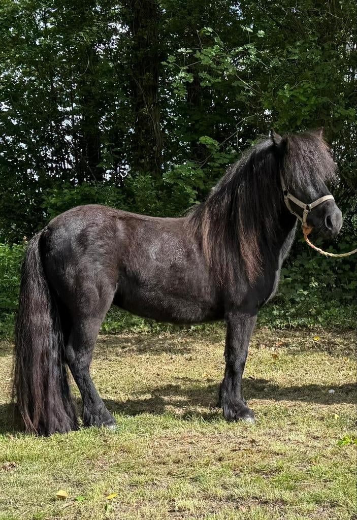 Prachtige grote maat 3 jarige shetlander merrie!!, Dieren en Toebehoren, Niet van toepassing, A pony (tot 1.17m), 3 tot 6 jaar