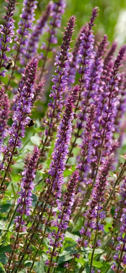 Salvia nemorosa ‘Amethyst’ | Zaden uit eigen gifvrije tuin, Ophalen of Verzenden, Najaar, Volle zon, Zaad