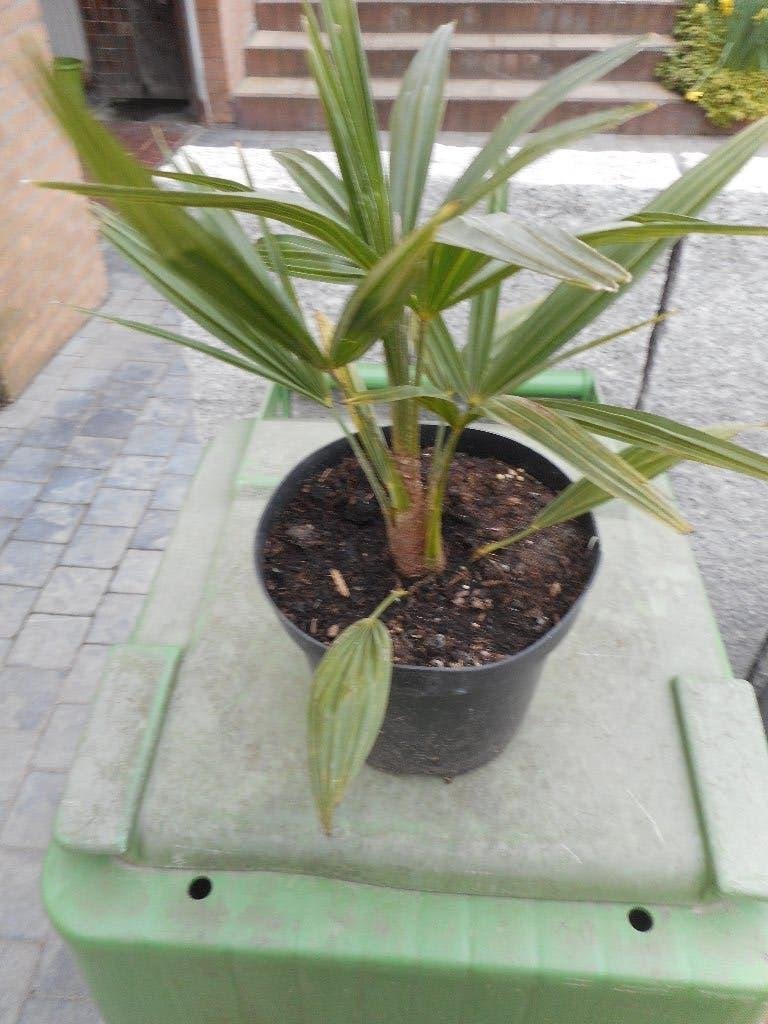 planten, Overige soorten, Volle zon, Vaste plant, Ophalen of Verzenden