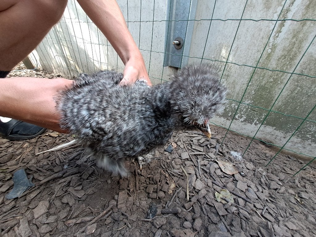 Zijdehoen hen, Femelle, Poule ou poulet