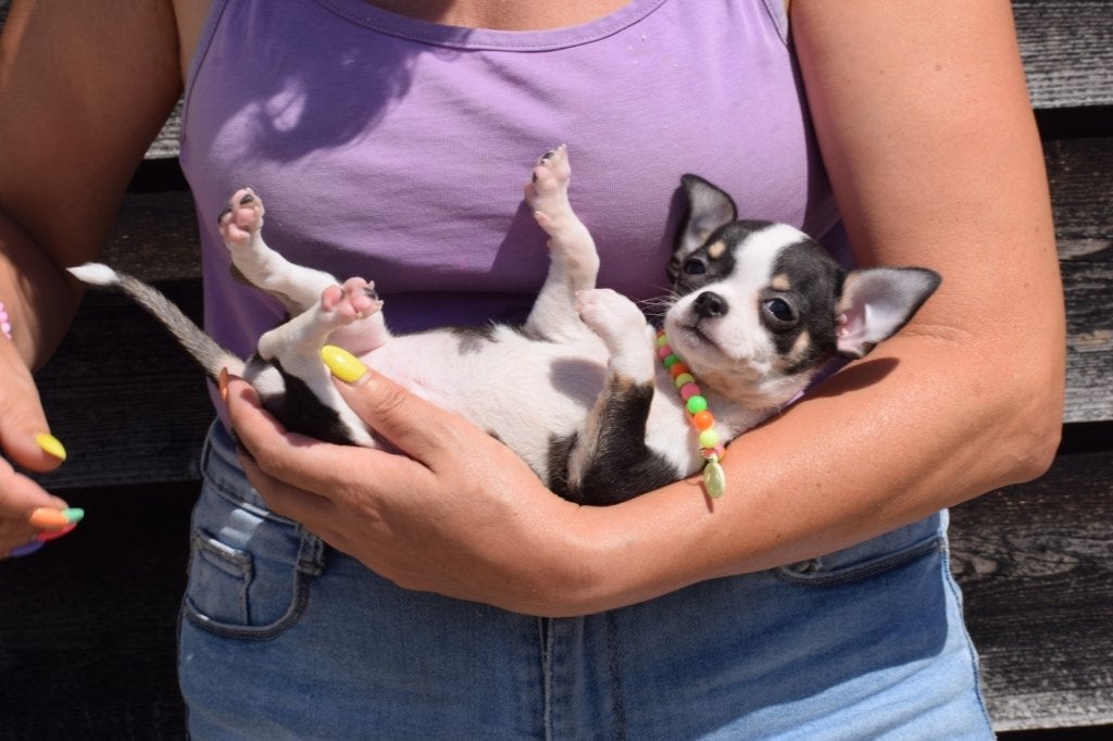 Chihuahua pups nieuwe nestjes, 15 weken tot 1 jaar, Buitenland, CDV (hondenziekte), Meerdere