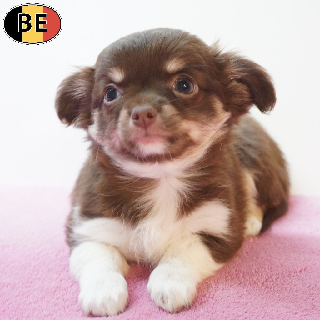 Chihuahua pups, kort & Langhaar te koop (Belgisch), Parvo, België, Handelaar, 8 tot 15 weken