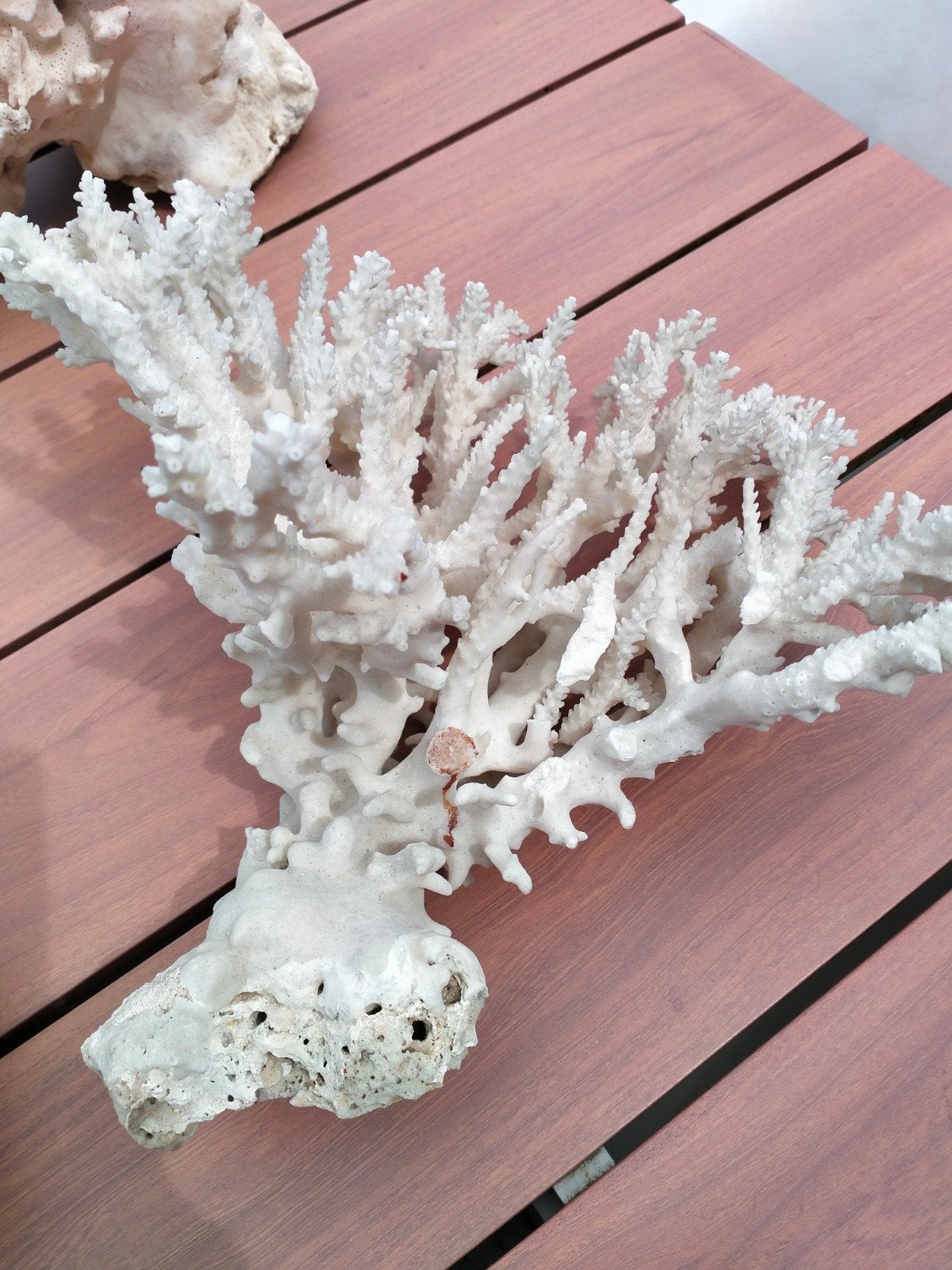 Koraal 29 cm ., Enlèvement