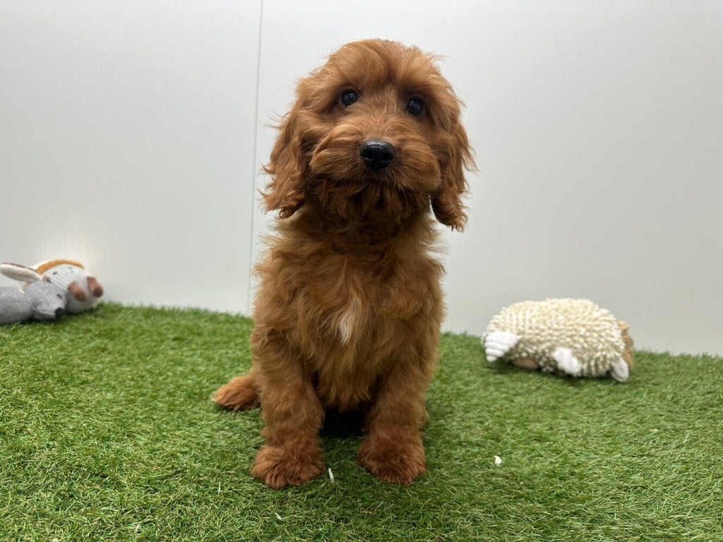 Chiots Cockapoo (F1)