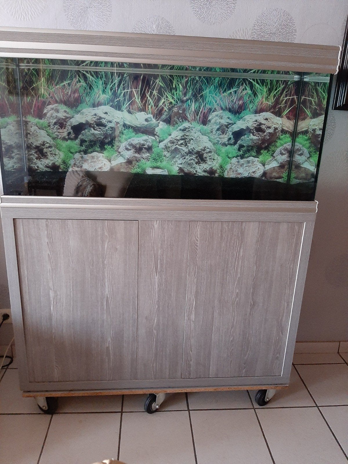 Aquarium Atlantis, Enlèvement