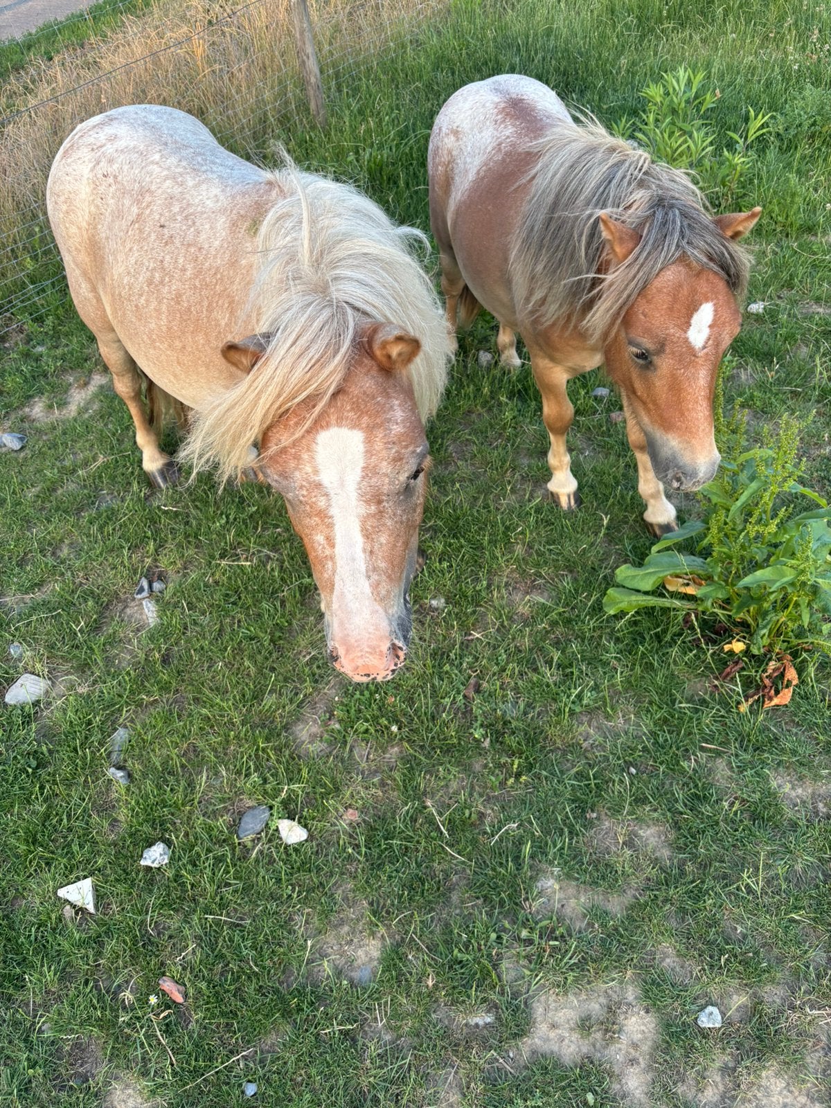 2 mooie apaloosa pony’s, Merrie