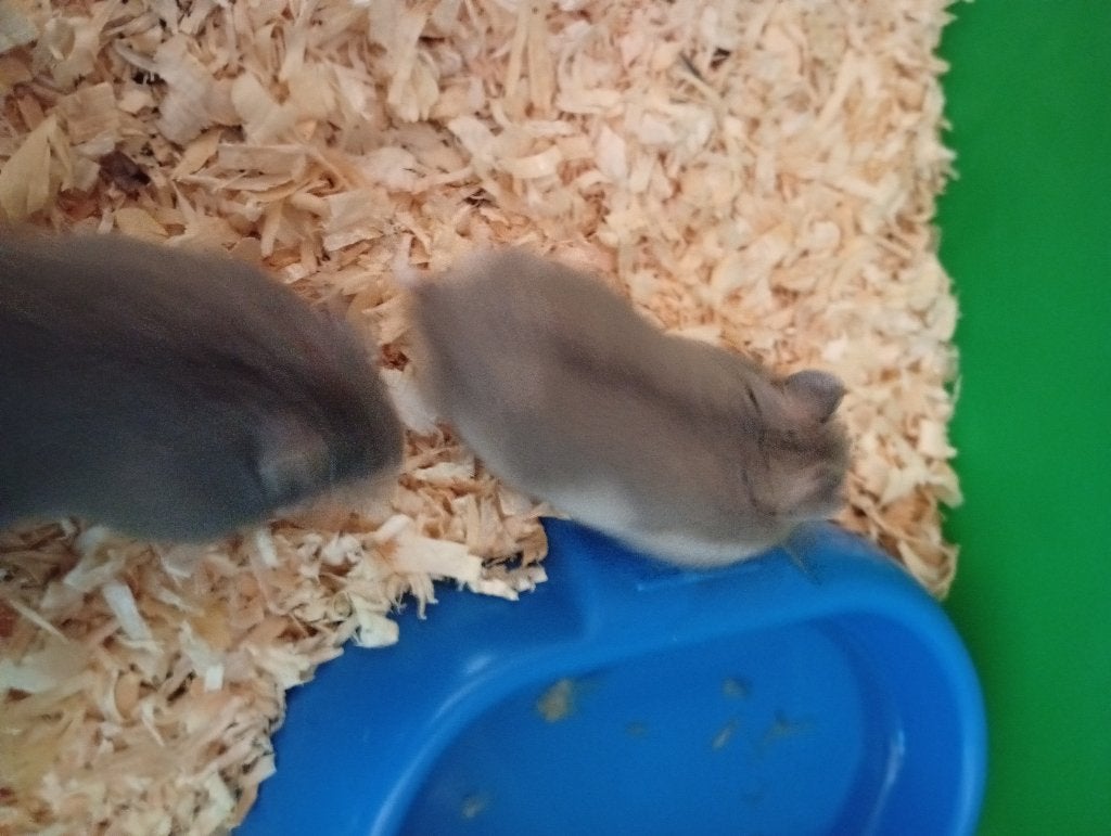 5 TAL DWERGHAMSTERS, Dieren en Toebehoren, Hamster, Maart, Meerdere dieren, Tam