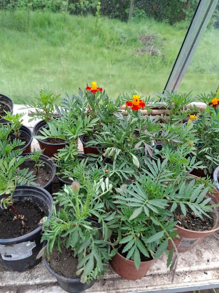 Plantjes goudsbloemen 8 voor 1, Ophalen