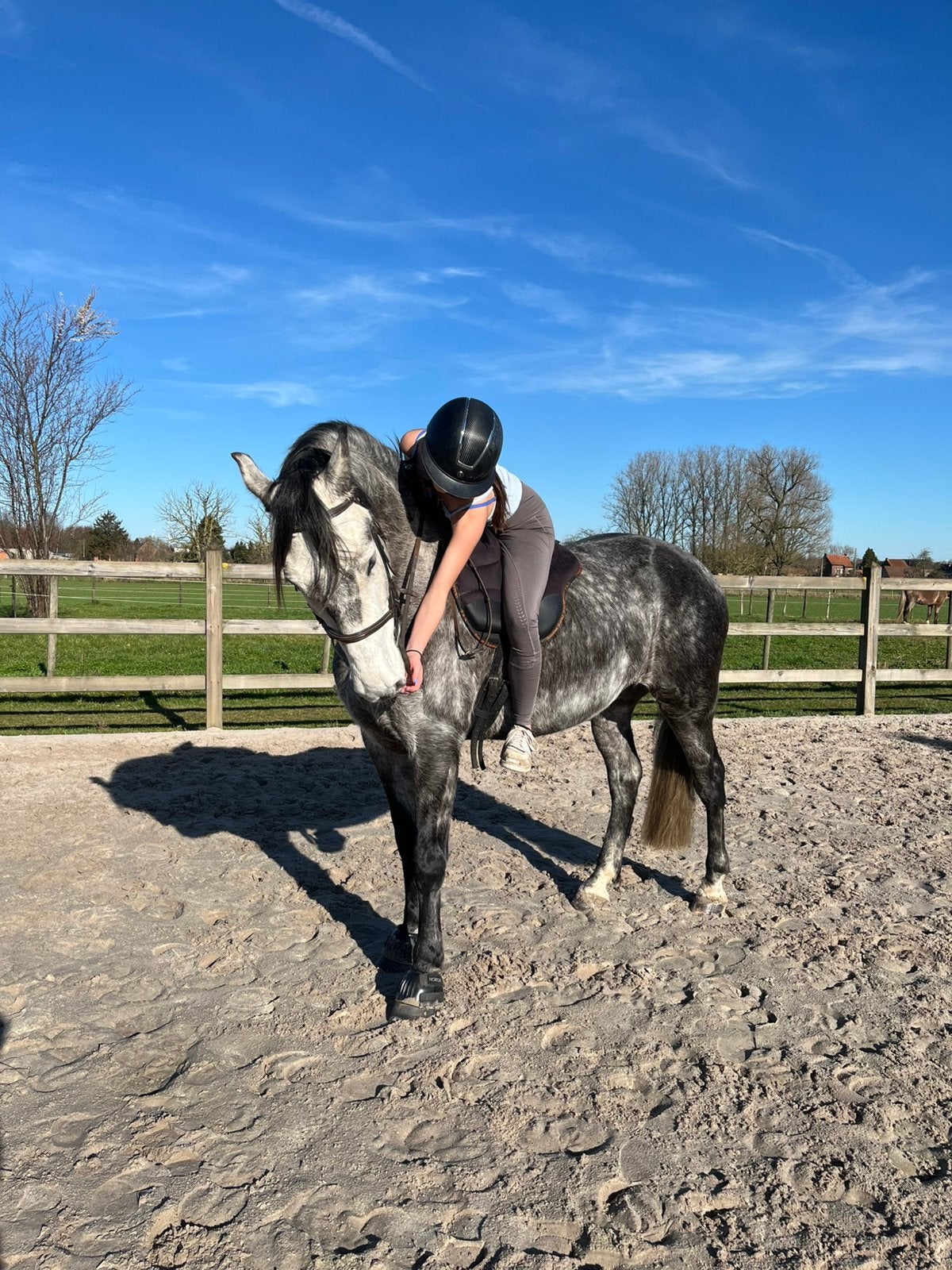 Betrouwbaar paard gezocht, Animaux & Accessoires, Chevaux & Poneys | Couvertures & Couvre-reins, Enlèvement