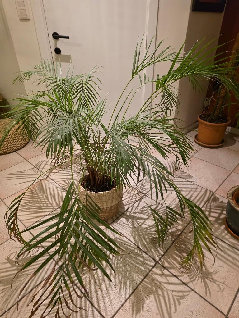 Grote kamerplant, Ophalen, 100 tot 150 cm, Palm, In pot