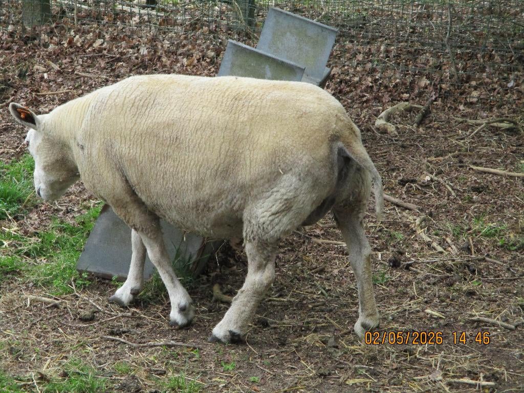 schapen, Dieren en Toebehoren, Schapen, Geiten en Varkens, Vrouwelijk, Schaap, 3 tot 5 jaar