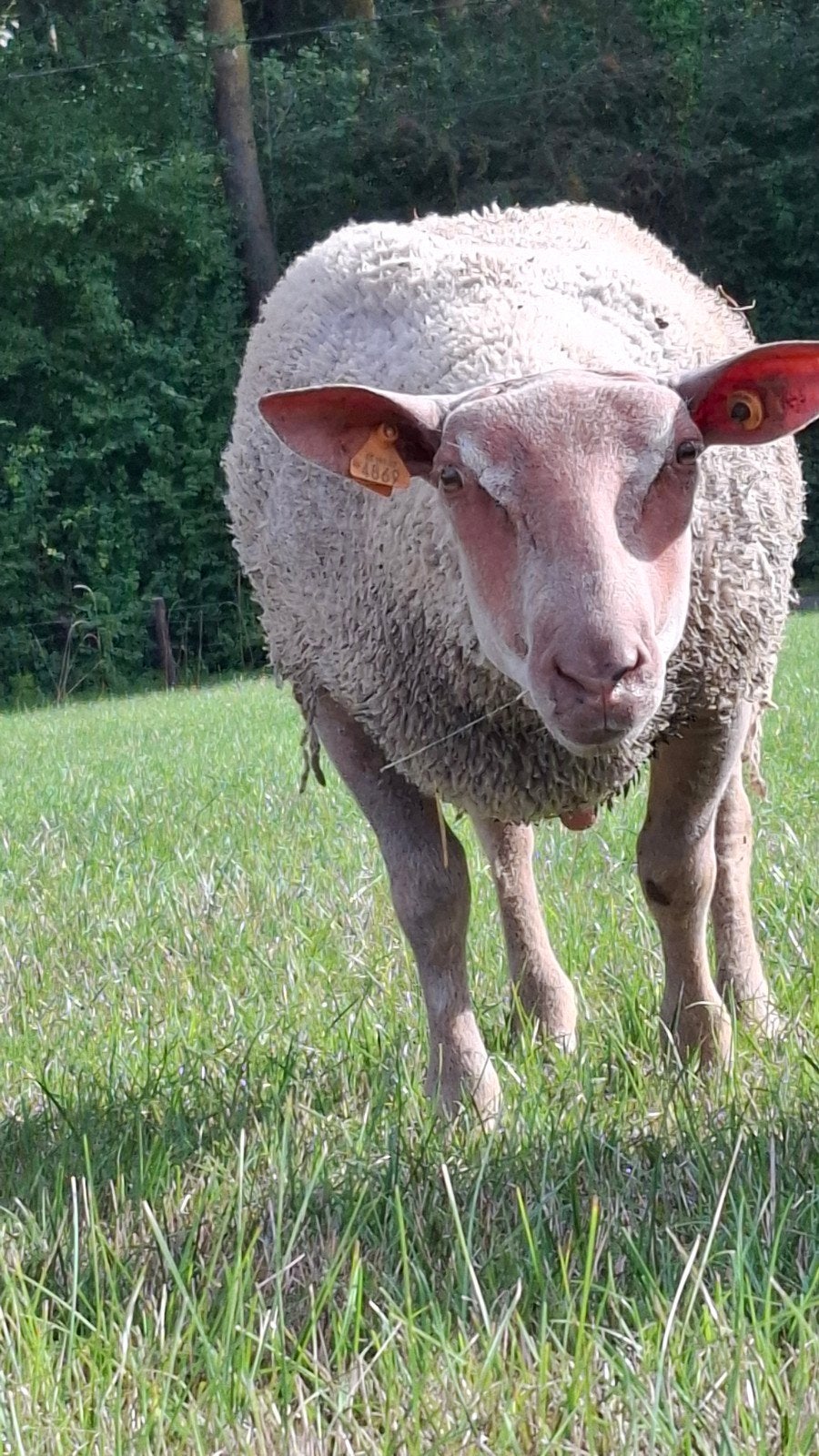 charolai x rouge, Dieren en Toebehoren, Schapen, Geiten en Varkens, Mannelijk