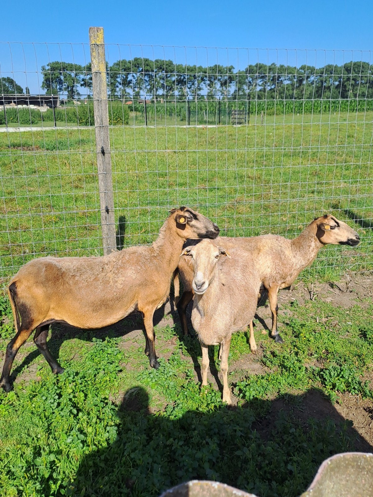 Zelfruiende ooien, Femelle, Mouton, 3 à 5 ans