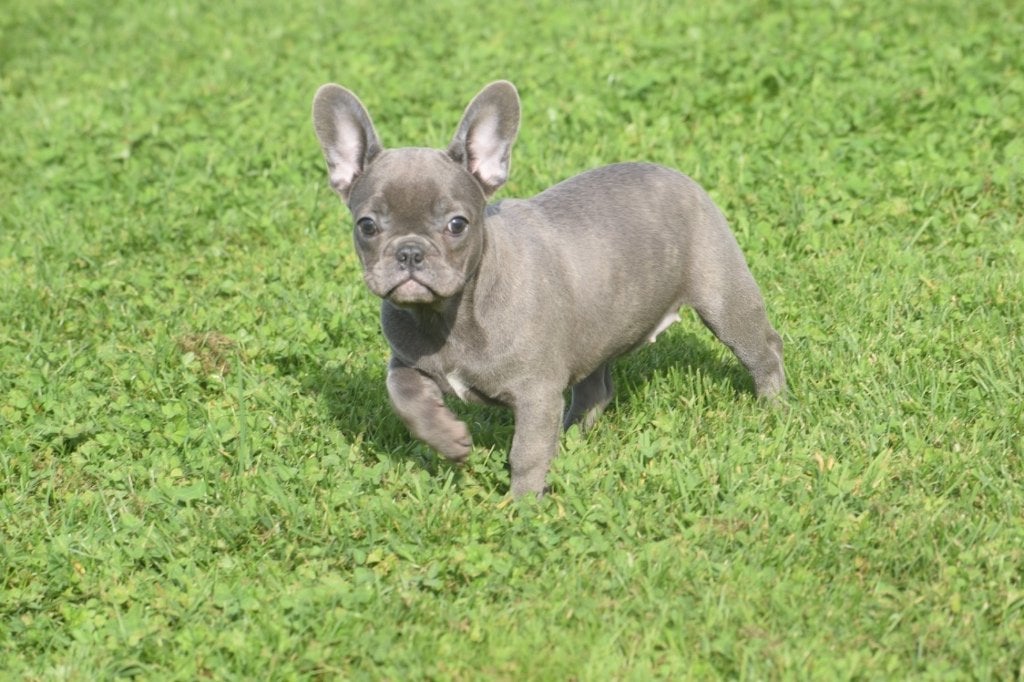 Franse bulldog pup, Dieren en Toebehoren, 15 weken tot 1 jaar, Buitenland, CDV (hondenziekte), Bulldog