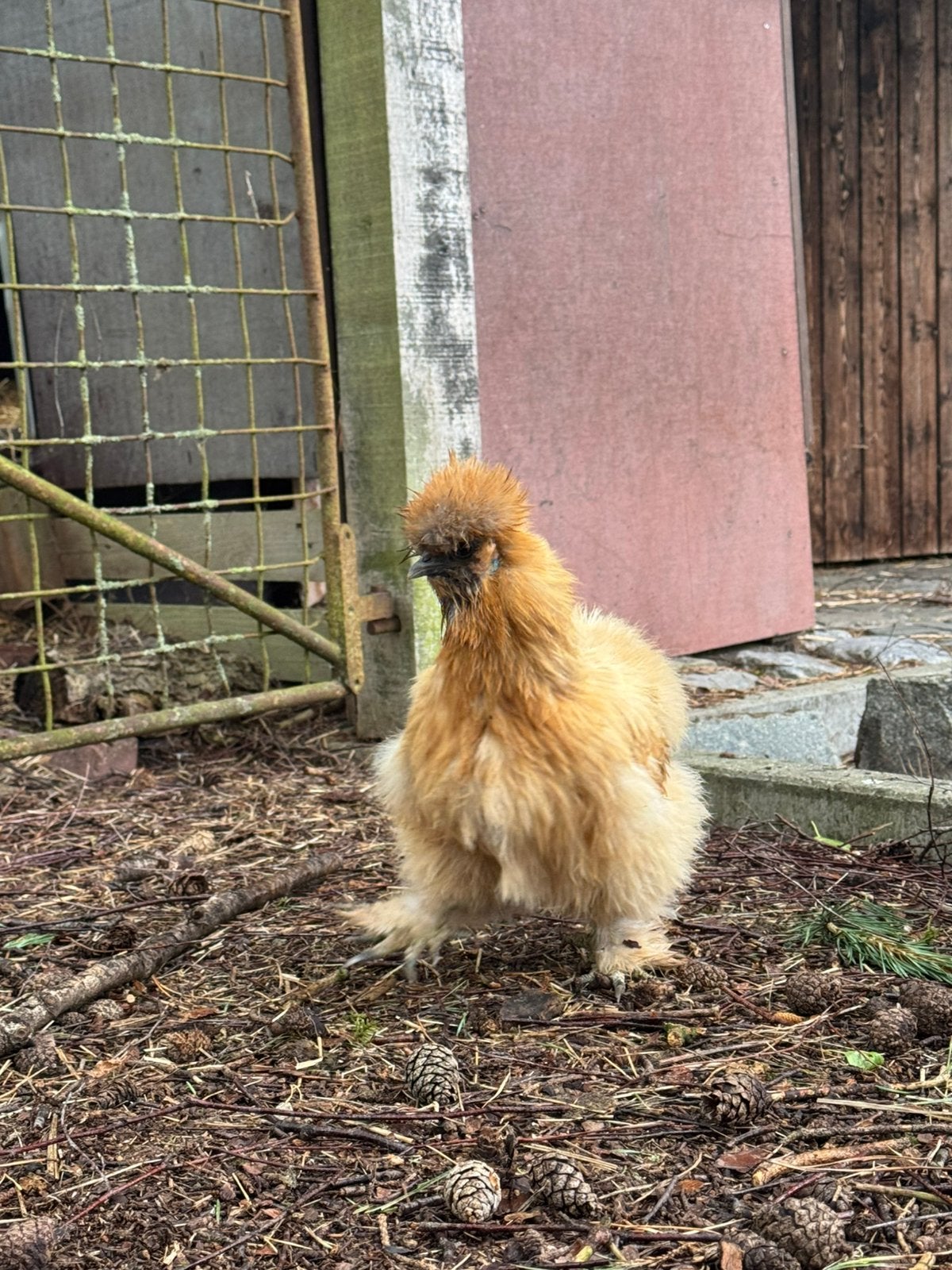 Mooie USA zijdehoen hennen, Dieren en Toebehoren, Vrouwelijk, Kip