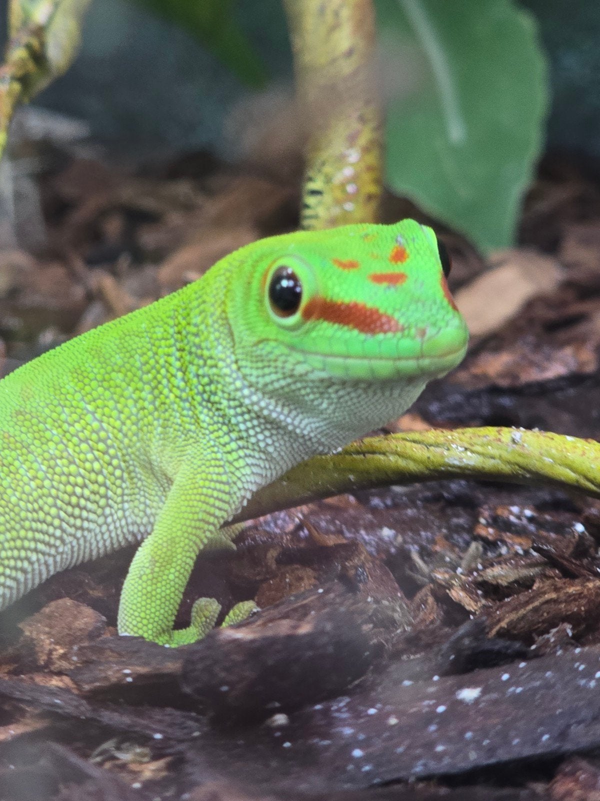 Reuzedaggekko’s (Phelsuma grandis) nk2026, Amphibien