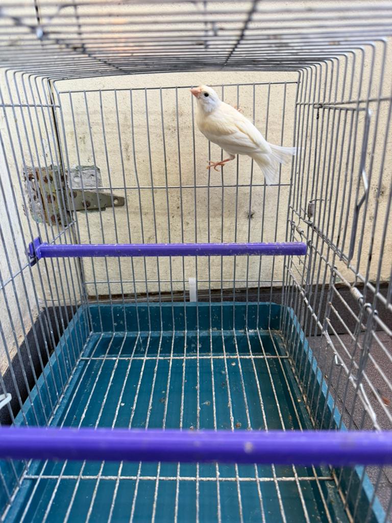 Canaris blanc femelle 2025, Animaux & Accessoires