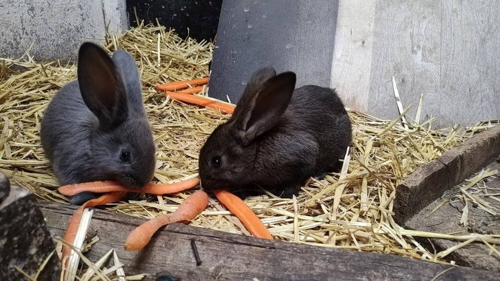 Vlaamse reus, Dieren en Toebehoren