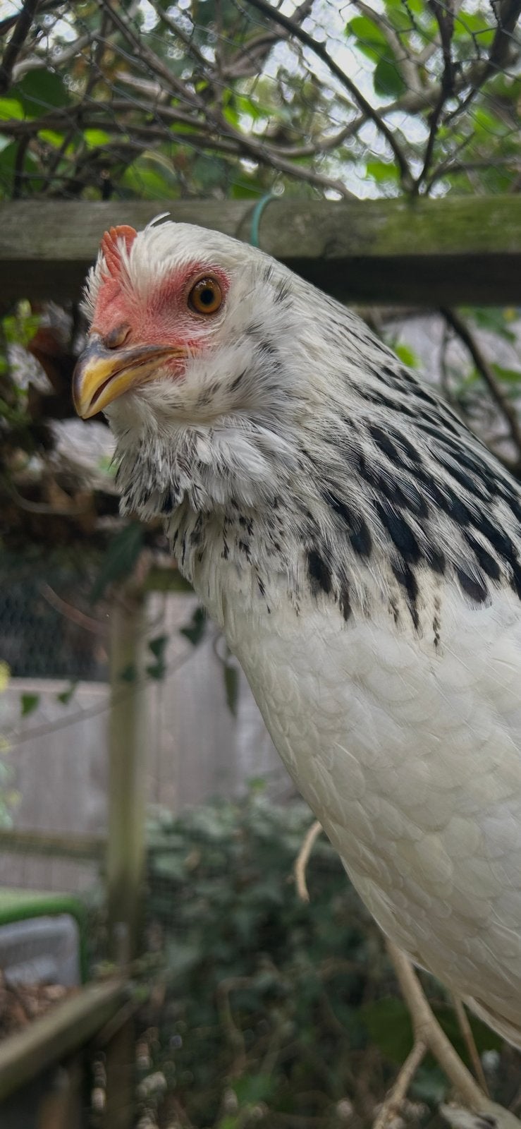 4 hennen te koop, sussex x lievelingskip, Dieren en Toebehoren, Vrouwelijk, Kip