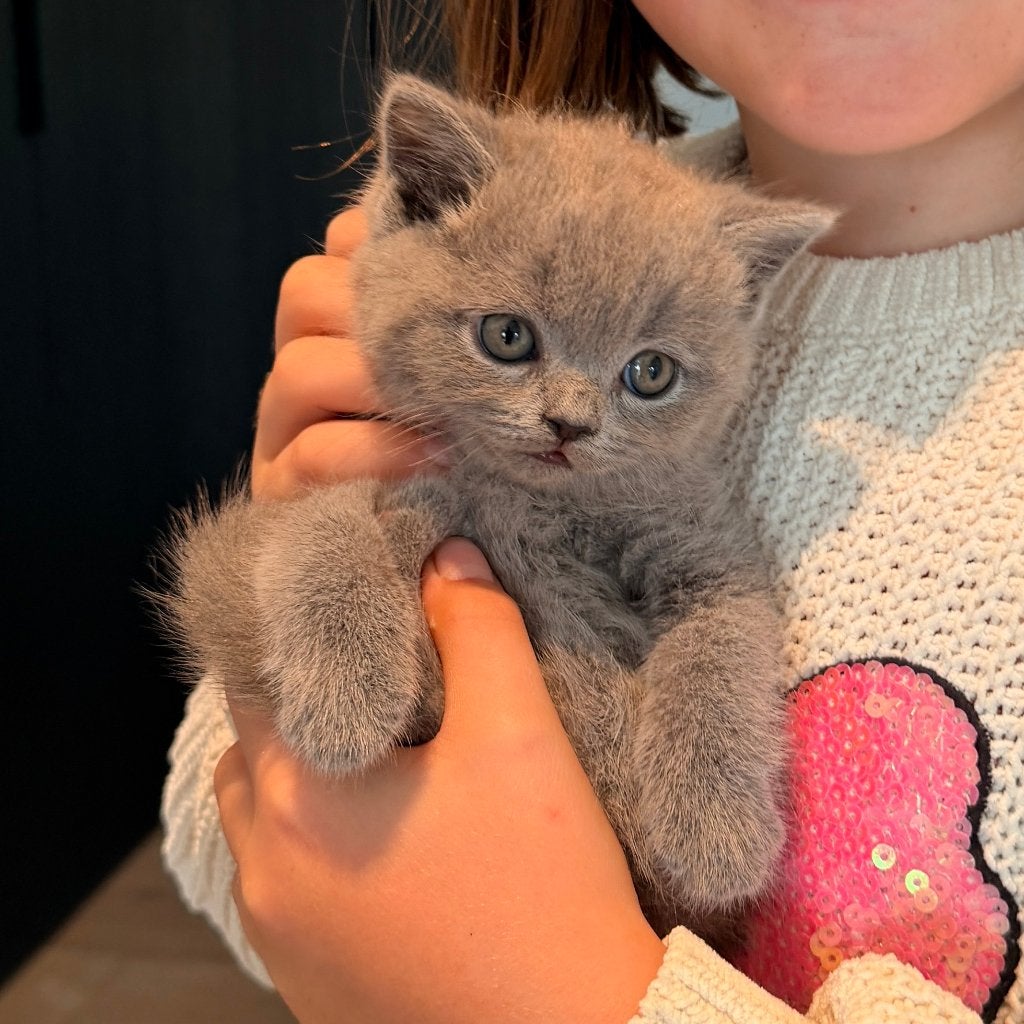 Britse korthaar kittens, Poes, Met stamboom, 0 tot 2 jaar