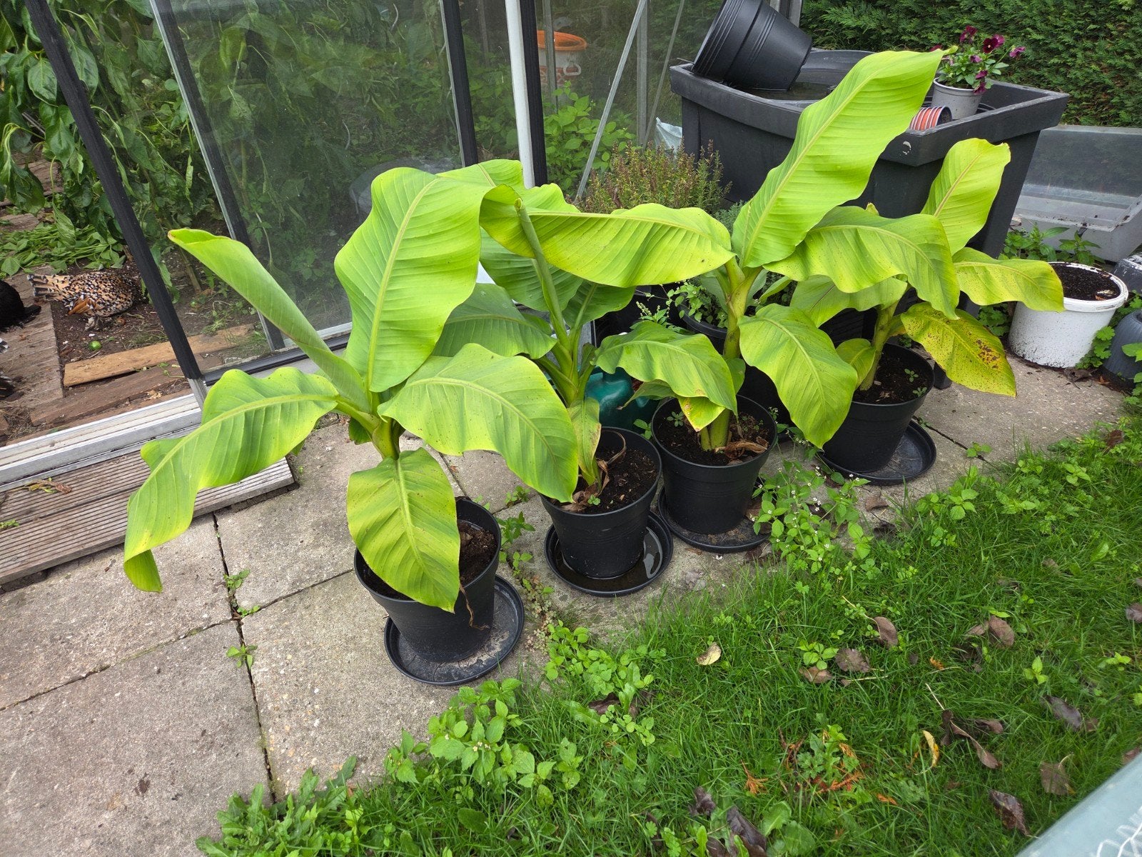 bananen planten winterhard, Ophalen