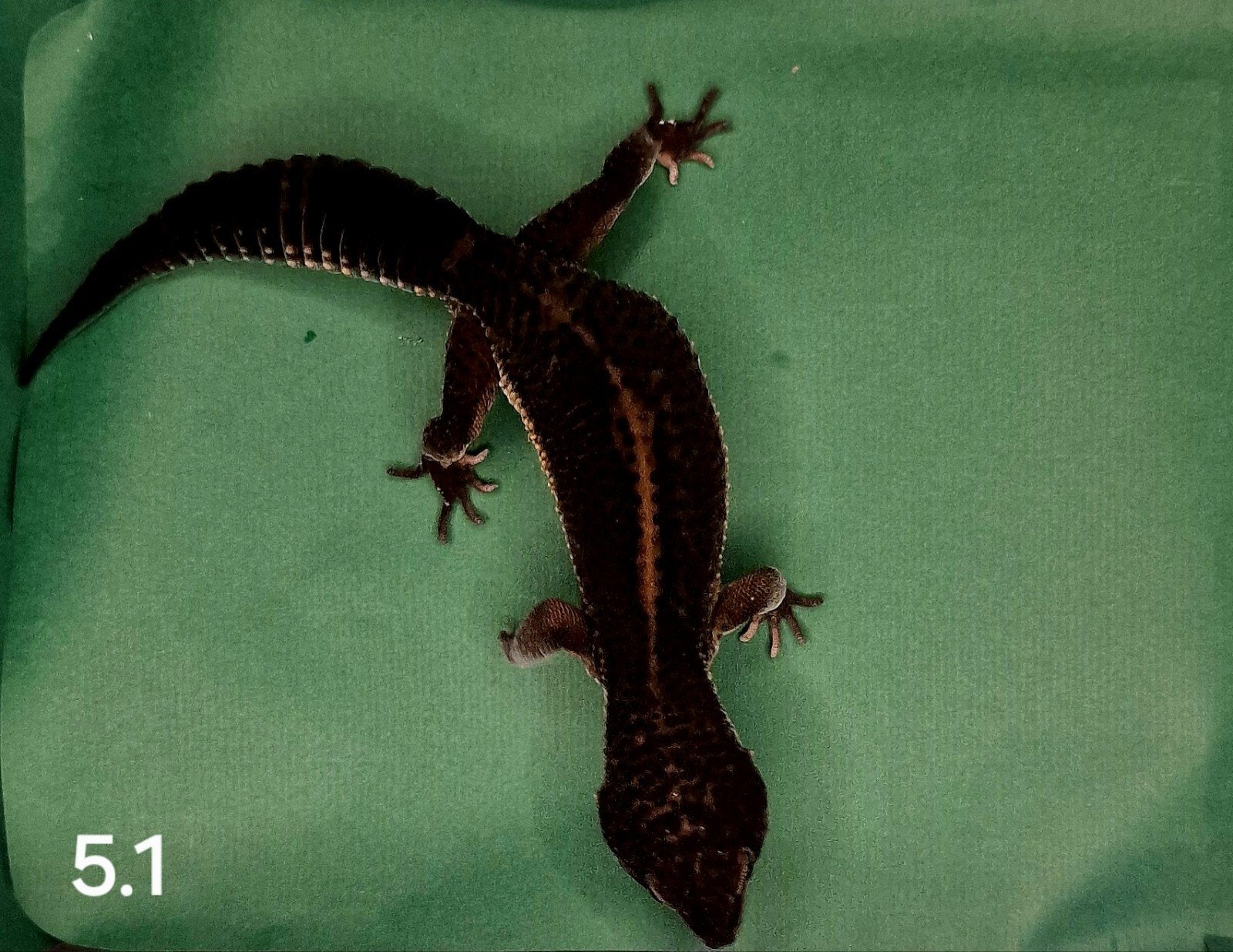 PURE BLACK NIGHT BEWEZEN KWEEKMAN, Dieren en Toebehoren, Reptielen en Amfibieën, Overige soorten, Tam, 0 tot 2 jaar