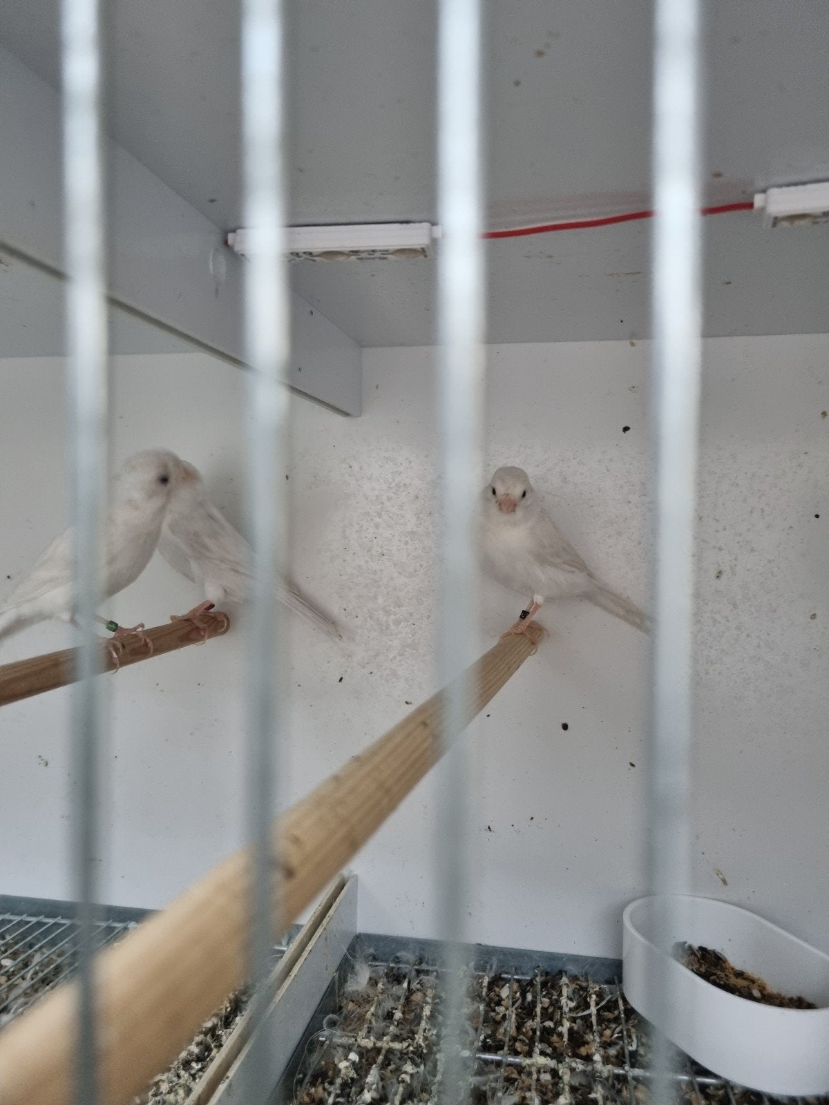 Isabel Opaal wit kanaries, Dieren en Toebehoren, Meerdere dieren, Kleurkanarie