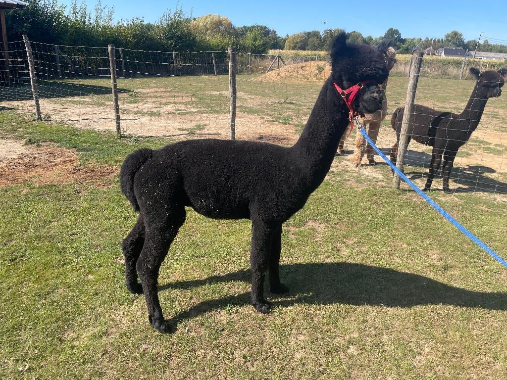 Zwarte Alpaca Dekhengst – MVT Quicksilver (AAB014886), Augustus, Mannelijk