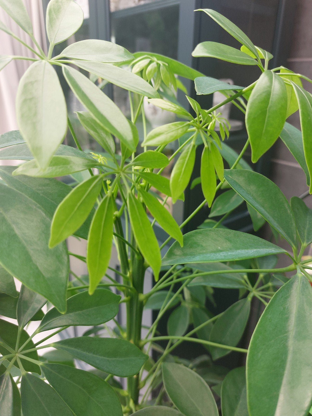 Plant, Enlèvement