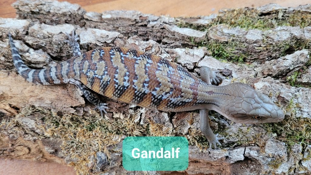 Australische Blauwtongskink - Tiliqua scincoides Intermedia, Dieren en Toebehoren, Hagedis, Met terrarium, 0 tot 2 jaar
