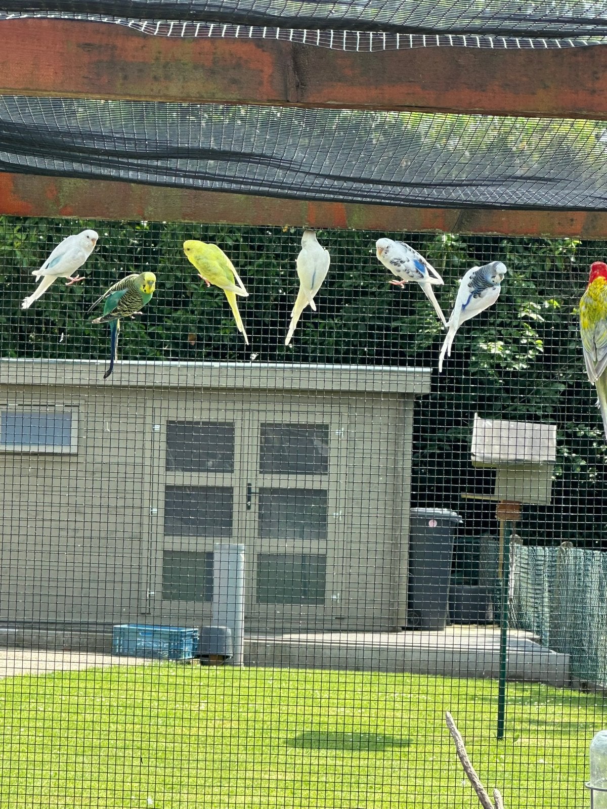 Grasparkiet, Dieren en Toebehoren, Vogels | Parkieten en Papegaaien, Meerdere dieren, Parkiet, Geringd
