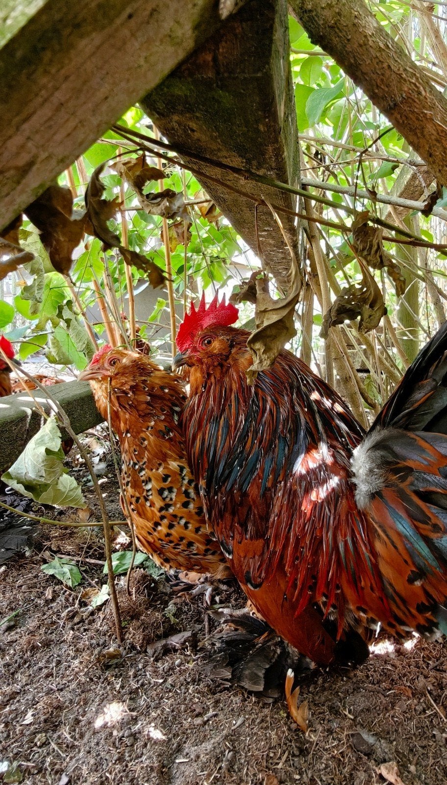 Ukkelse baardkrielen 2026, Dieren en Toebehoren, Pluimvee, Meerdere dieren, Kip