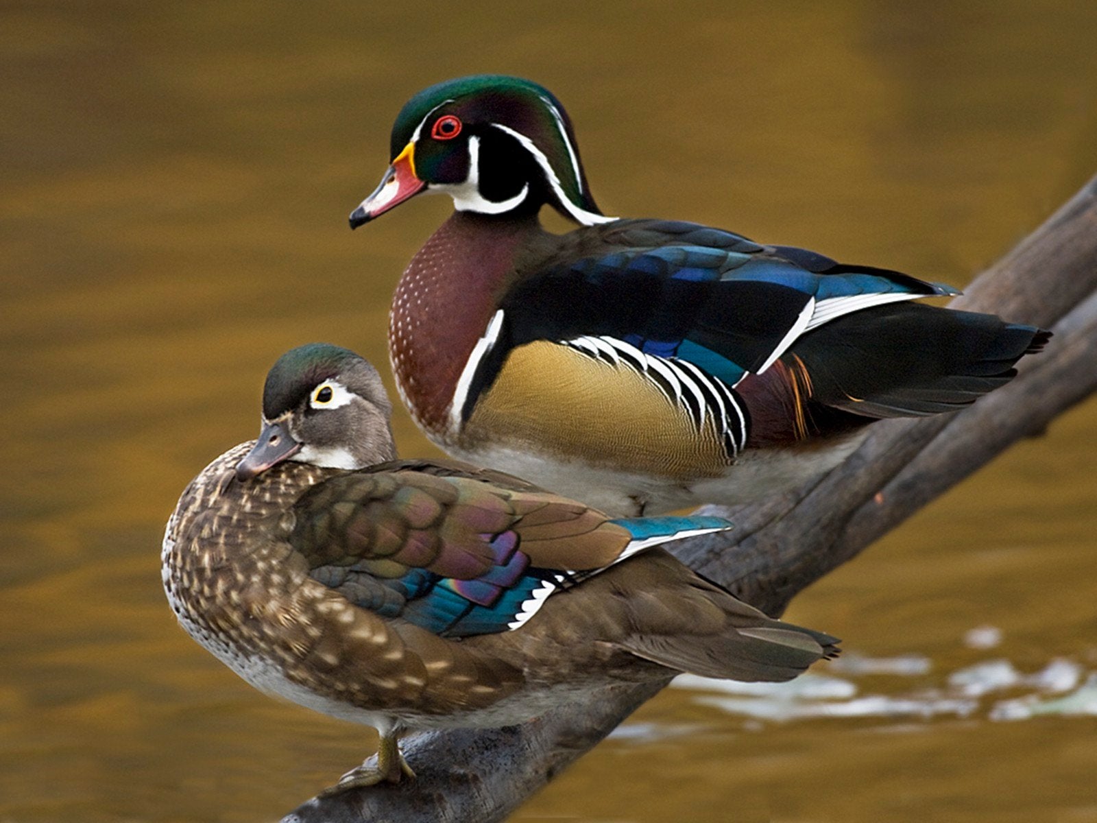 Carolina eenden, Plusieurs animaux, Canard