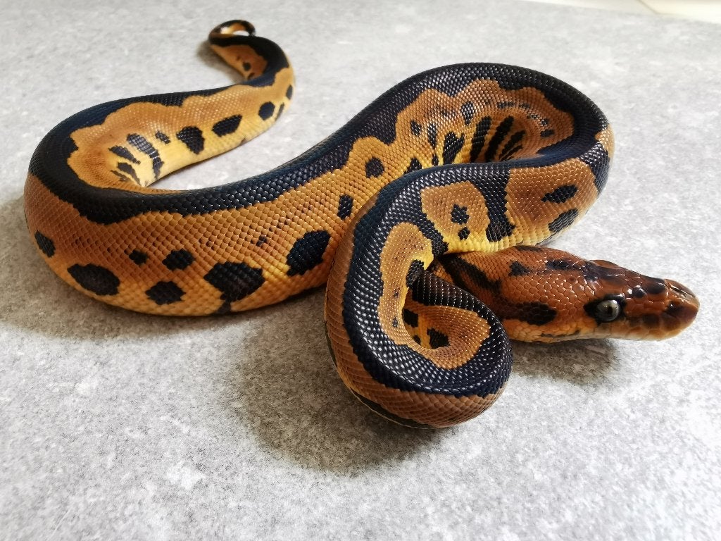 0.1 Koningspython; python regius; Clown Leopard, Dieren en Toebehoren, Reptielen en Amfibieën, Slang, Tam, 0 tot 2 jaar