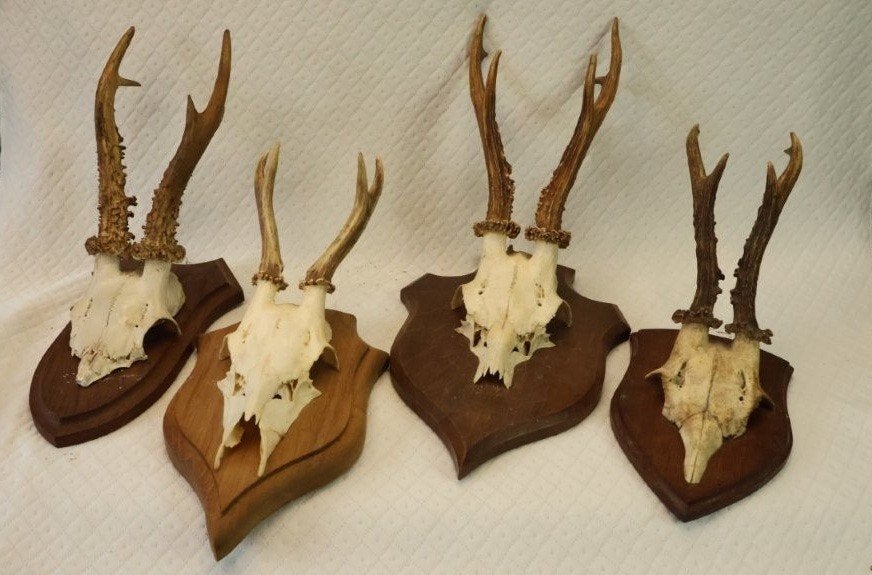 Taxidermie - ree gewei, Verzamelen, Ophalen of Verzenden, Gebruikt, Hert, Gewei of Kop