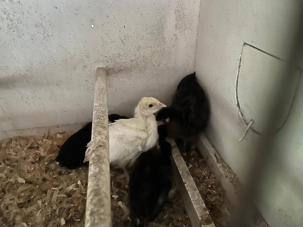 Kalkoenen, Dieren en Toebehoren, Ophalen