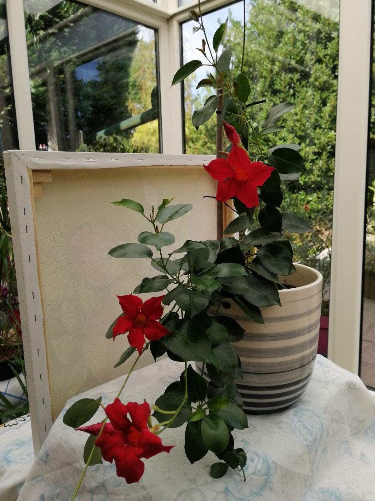 Mandevilla - jeune plante - grimpante., Jardin & Terrasse, Enlèvement ou Envoi, Printemps, Mi-ombre, Plante fixe
