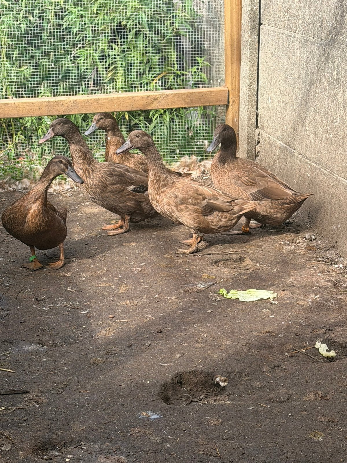 Khaki Campbell eenden, Dieren en Toebehoren, Meerdere dieren, Eend