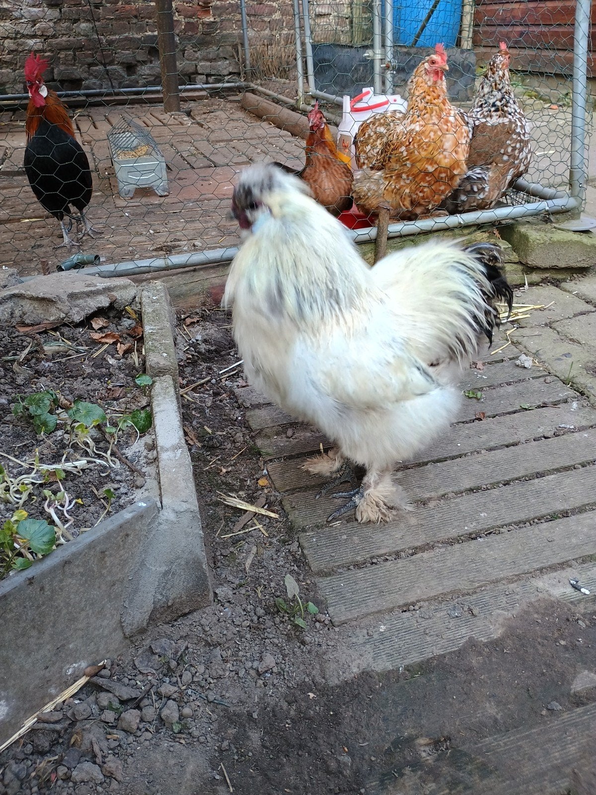 Haan gratis, Dieren en Toebehoren, Pluimvee