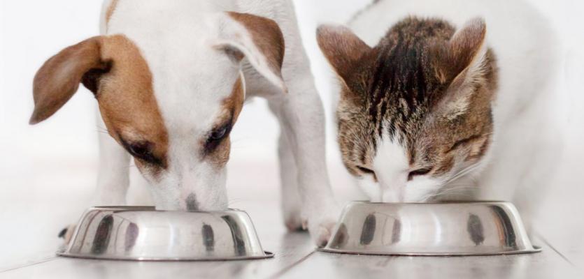 katten en honden eten geven/wandelen als je niet thuis bent, Ophalen of Verzenden, Nieuw