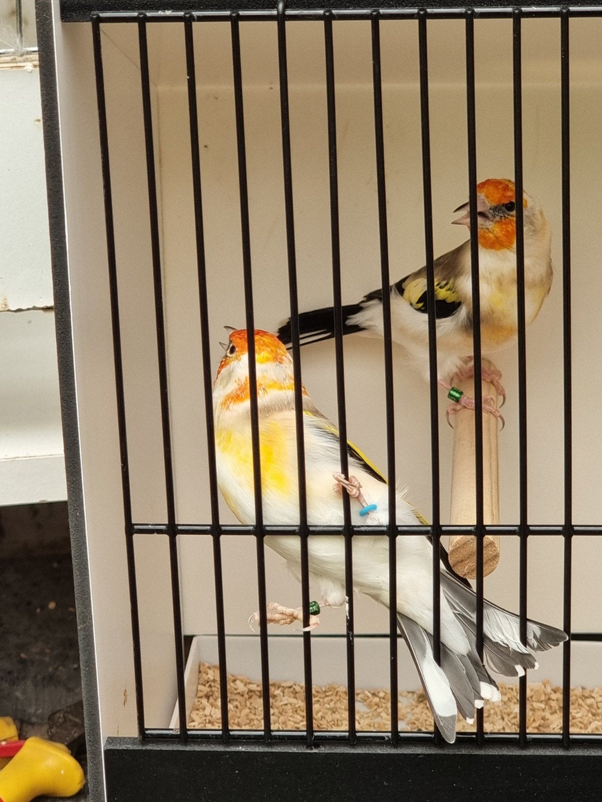 Putters wildkleur witkop 2026., Dieren en Toebehoren, Meerdere dieren