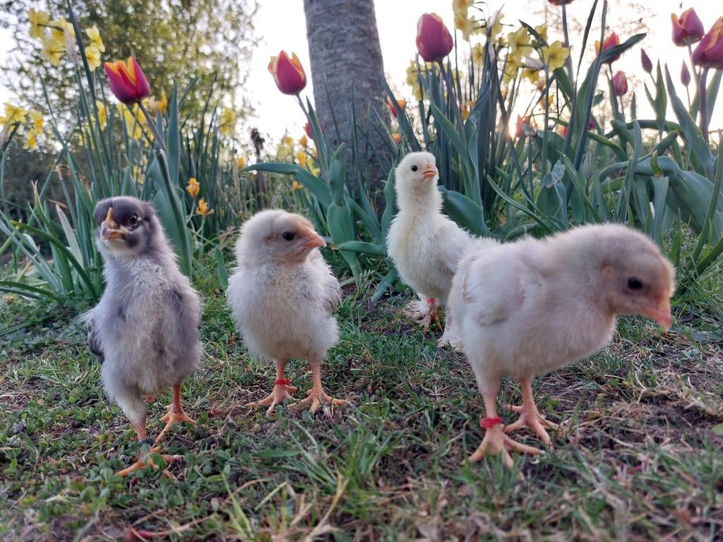 🐥 Kuikens van 6 april: BrahmaxWyandotte en BrahmaxBrahma, Dieren en Toebehoren, Pluimvee, Kip