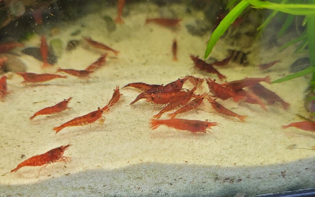 Rode garnalen (neocaridina), Dieren en Toebehoren