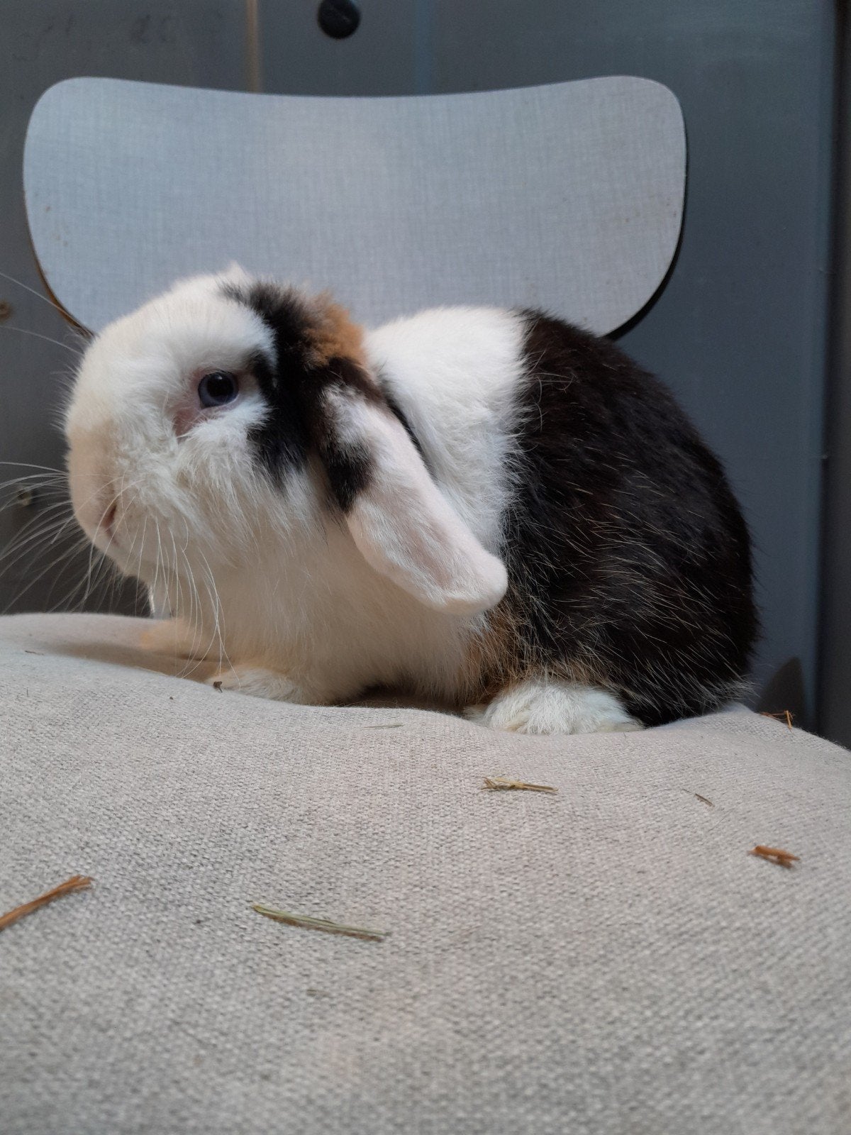 hangoordwerg ram, Dieren en Toebehoren, Mannelijk, Dwerg, Hangoor, 0 tot 2 jaar