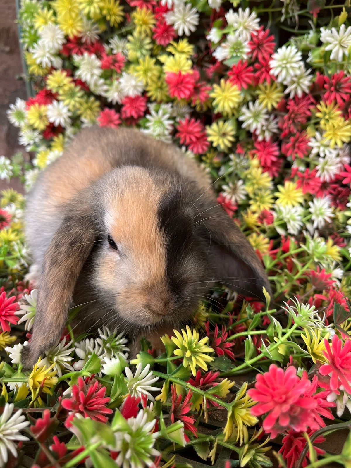 Nederlands hangoortje, Dieren en Toebehoren, Konijnen, Hangoor