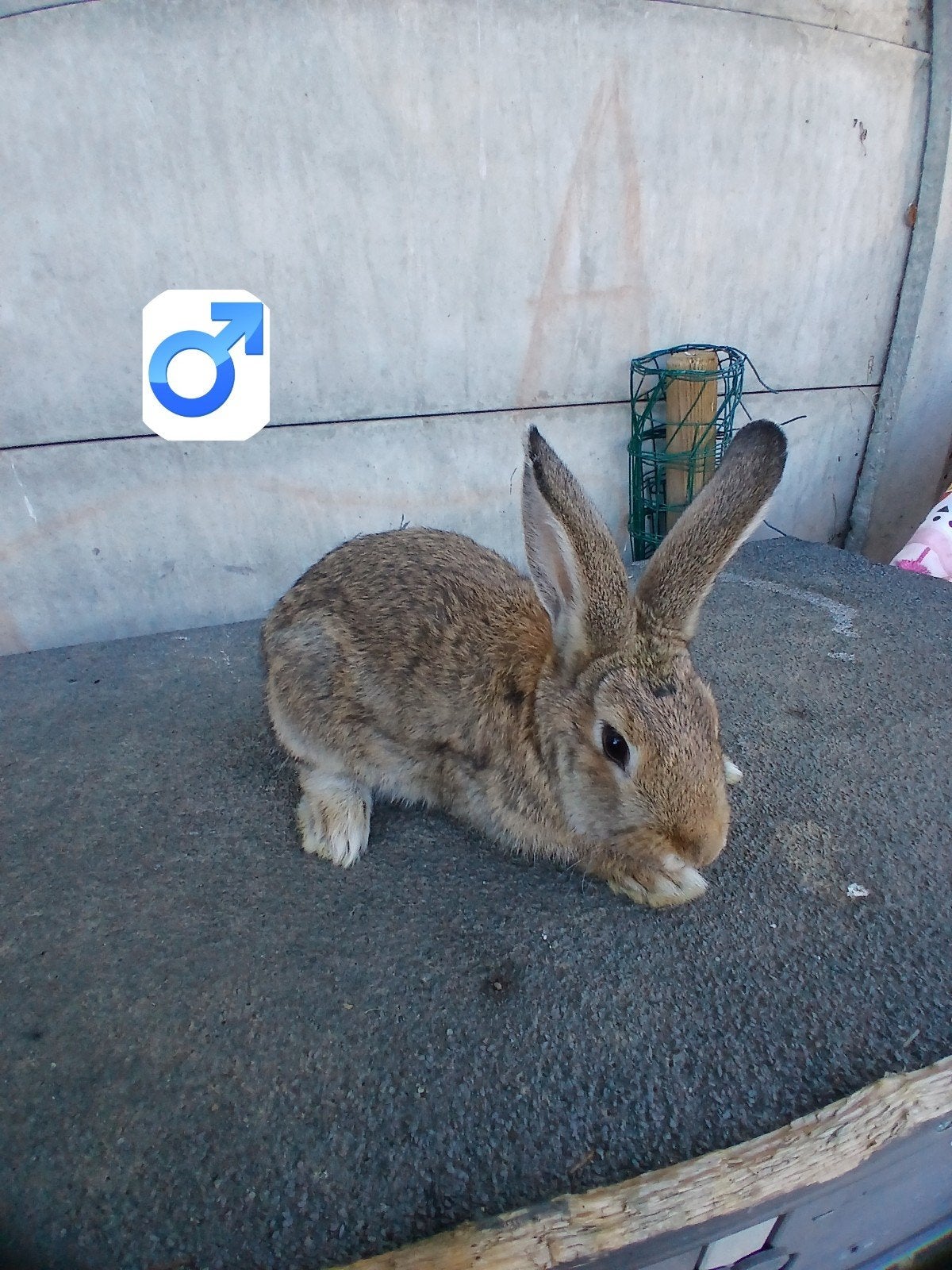 Vlaamse reus 11 a 12 weken, Animaux & Accessoires, Lapins, Grand, Mâle, 0 à 2 ans