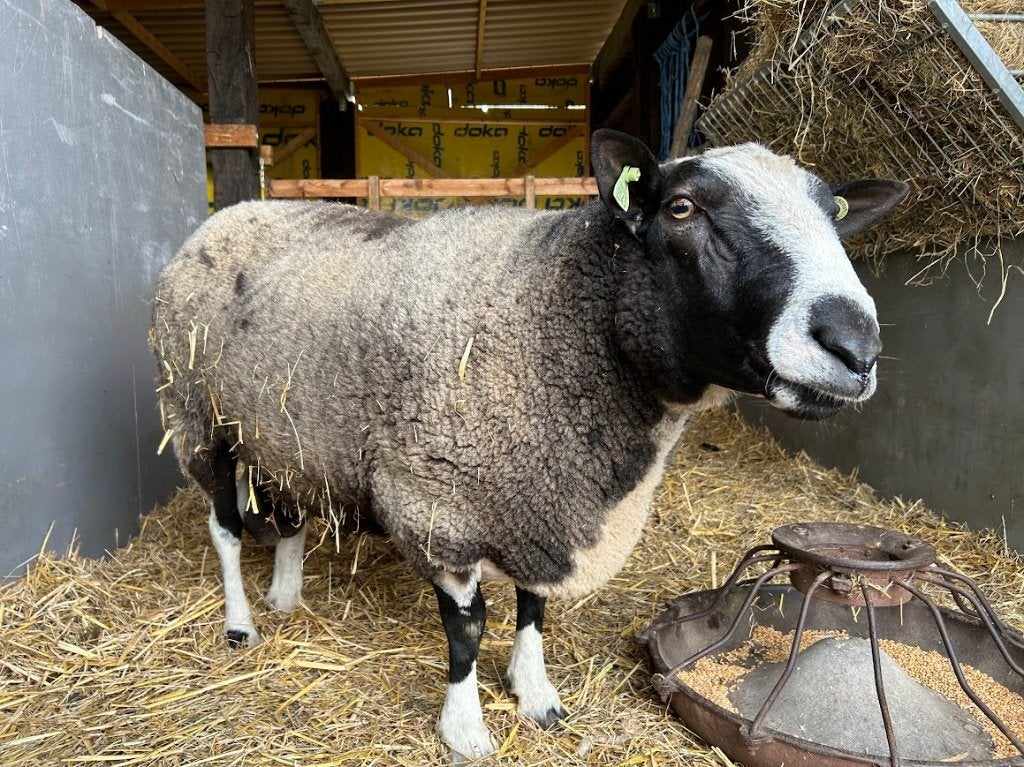 Dekbok, Mannelijk, Schaap, 0 tot 2 jaar